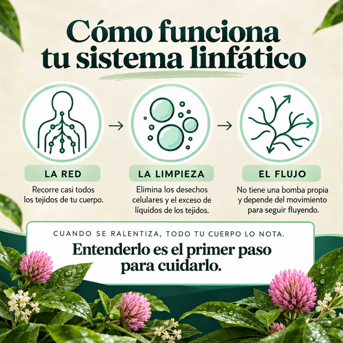 Nature’s Sunshine | Drenaje Linfático en Gotas